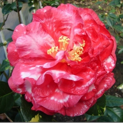 Dr. Clifford Parks Variegated